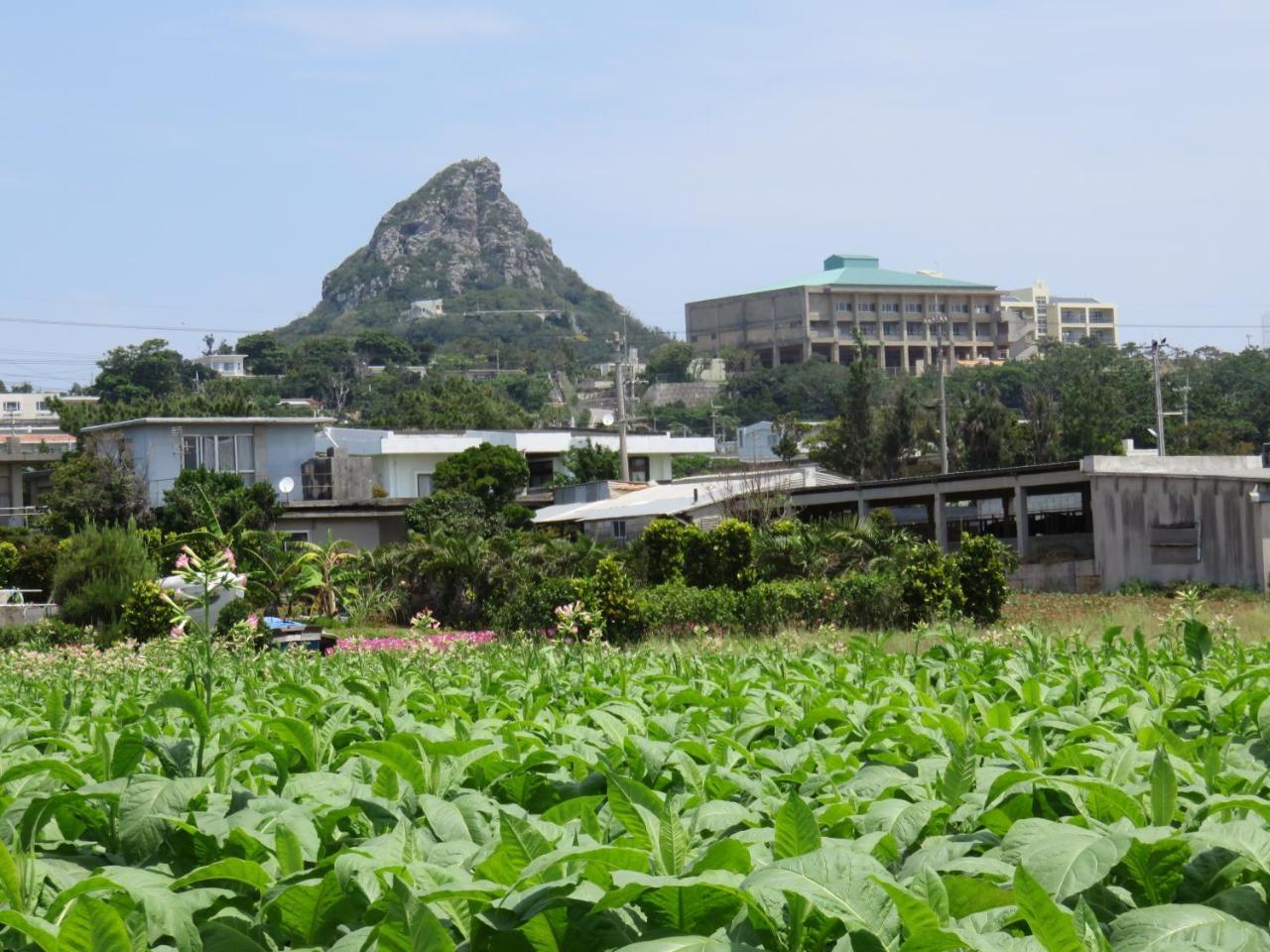 Вилла Okinawa Freedom Накидзин Экстерьер фото