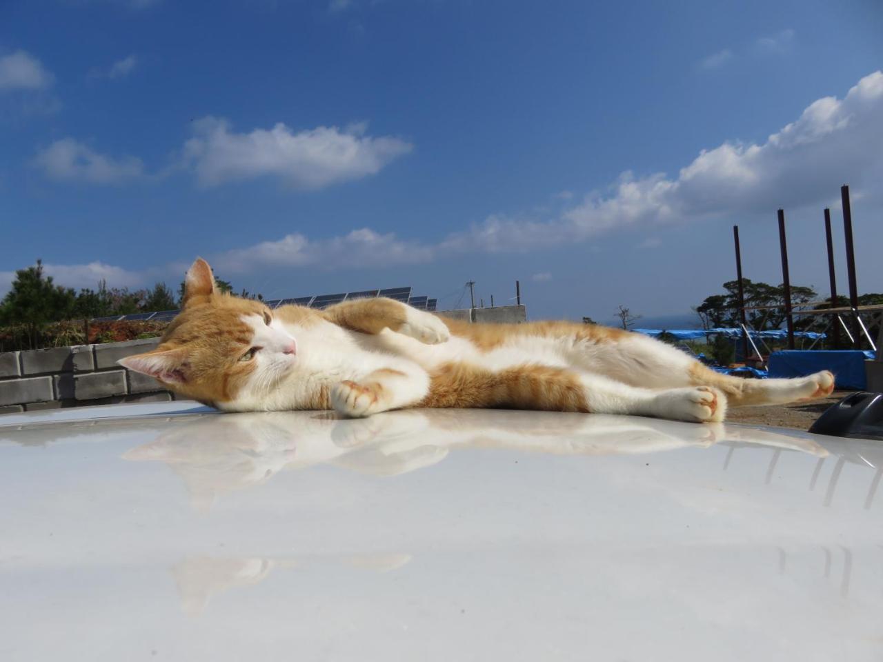 Вилла Okinawa Freedom Накидзин Экстерьер фото