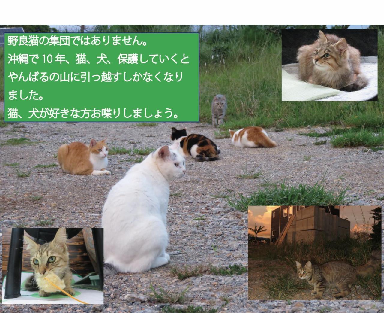Вилла Okinawa Freedom Накидзин Экстерьер фото