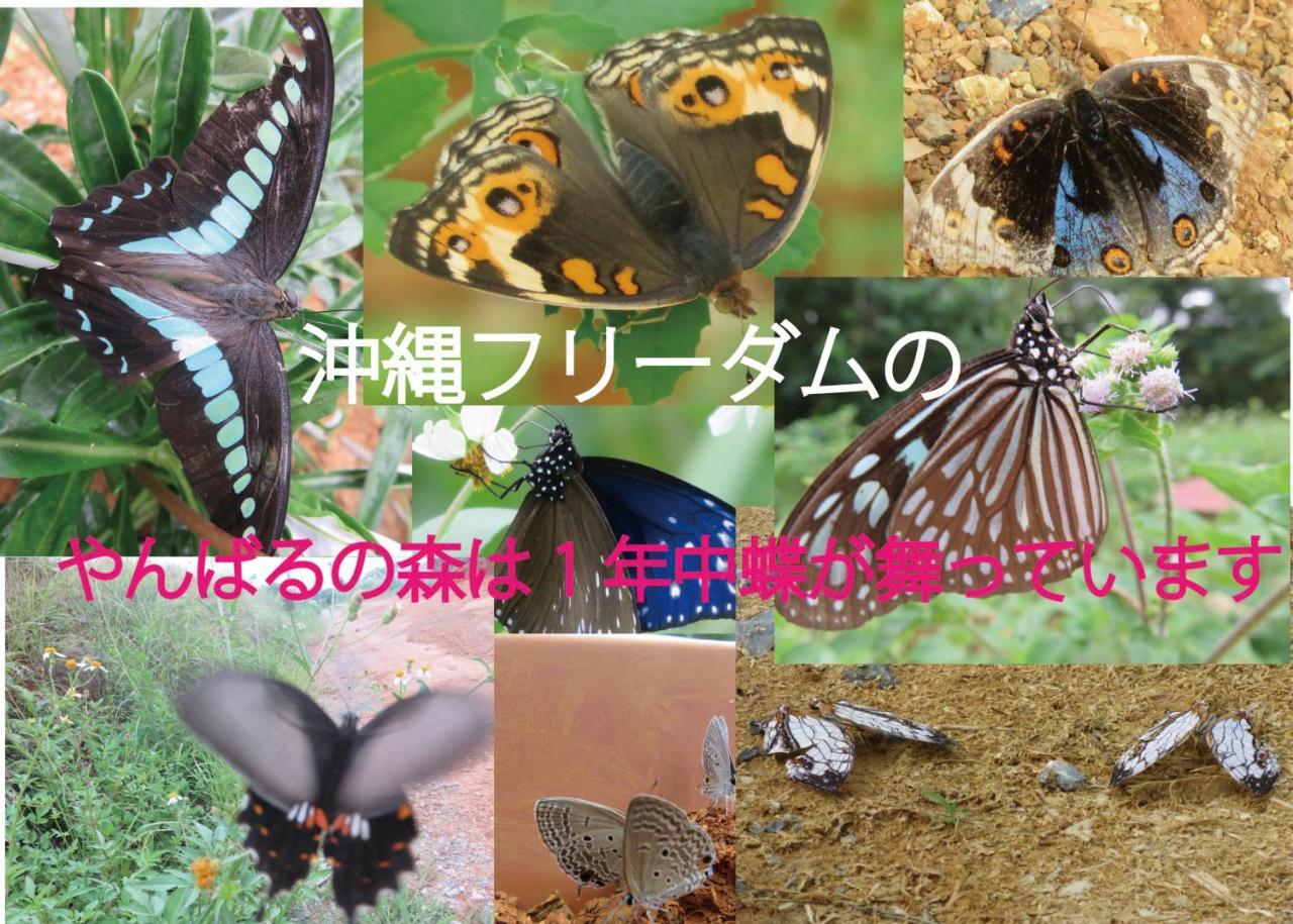Вилла Okinawa Freedom Накидзин Экстерьер фото
