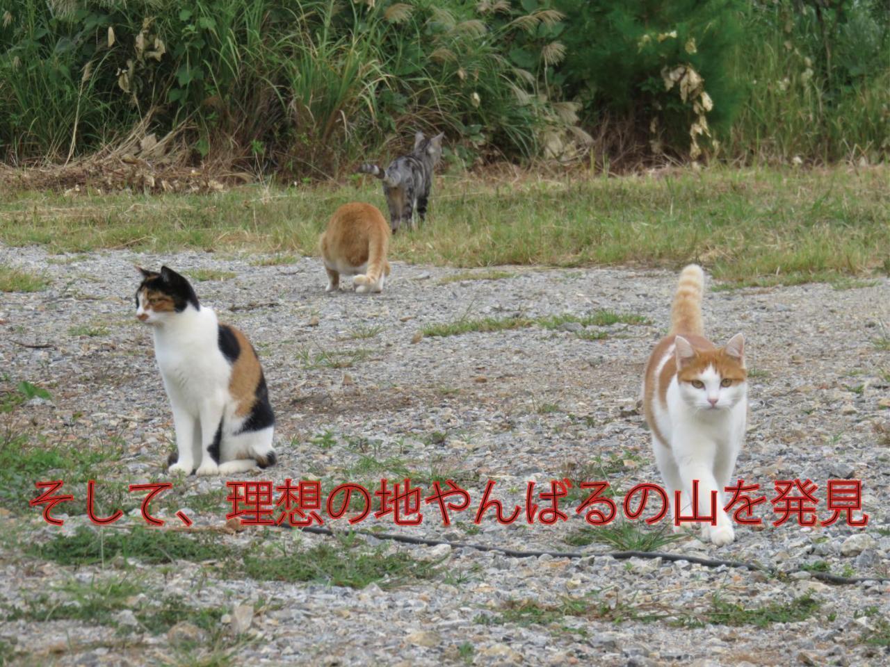 Вилла Okinawa Freedom Накидзин Экстерьер фото